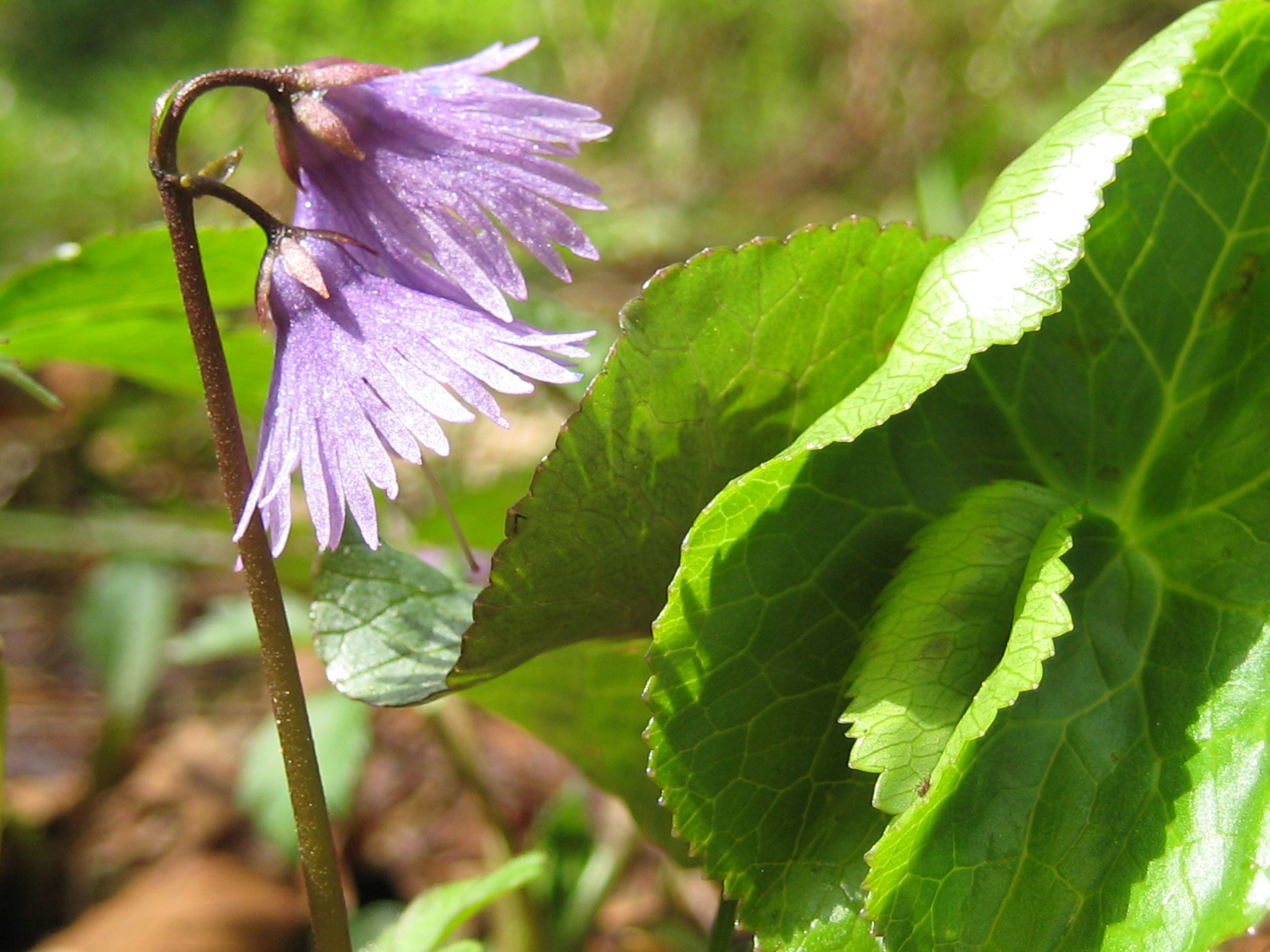 Alpentroddelblume